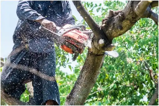 tree services Mooreland